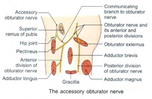 accesory_obturator_nerve.jpg