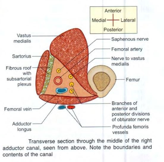 adductor-canal-above.jpg