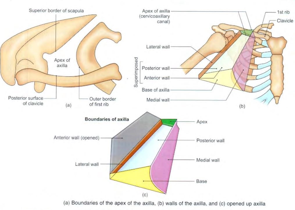 axilla-boundaries.jpg