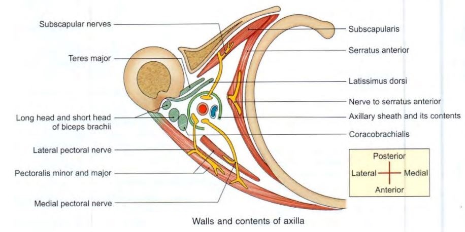 axilla-contents.jpg