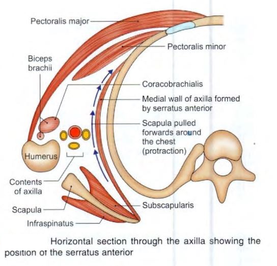 axilla-sectionschematic.jpg