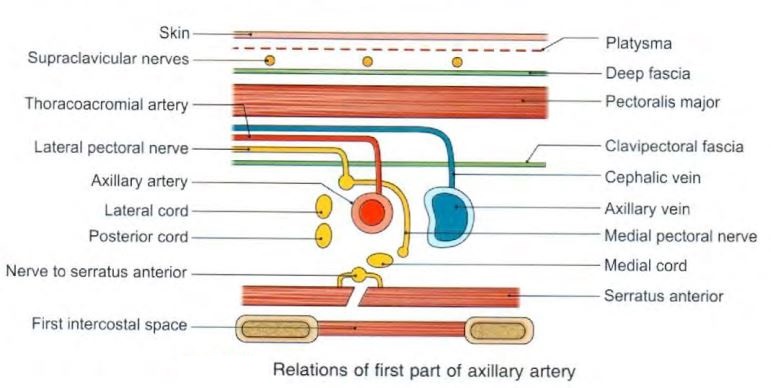 axillary-artery-first.jpg