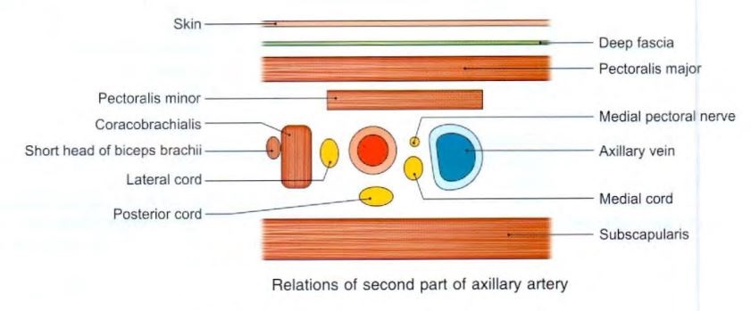 axillary-artery-second.jpg