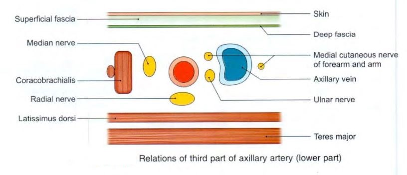 axillary-artery-third-low.jpg