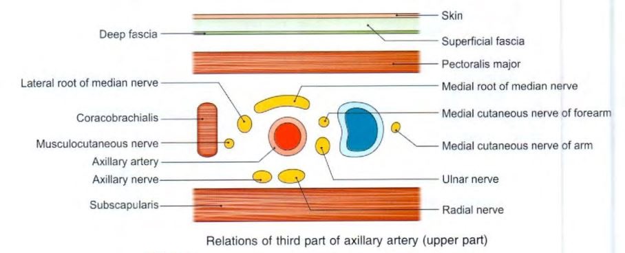 axillary-artery-third-up.jpg