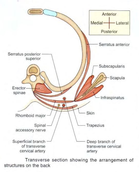 back-arrangement.jpg