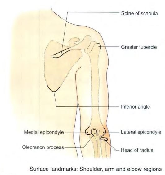 back-surface-scapula.jpg