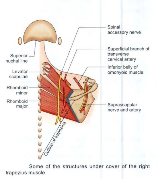 back-trapezius-relations.jpg