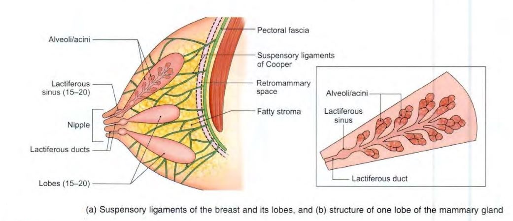 breast-anatomy.jpg