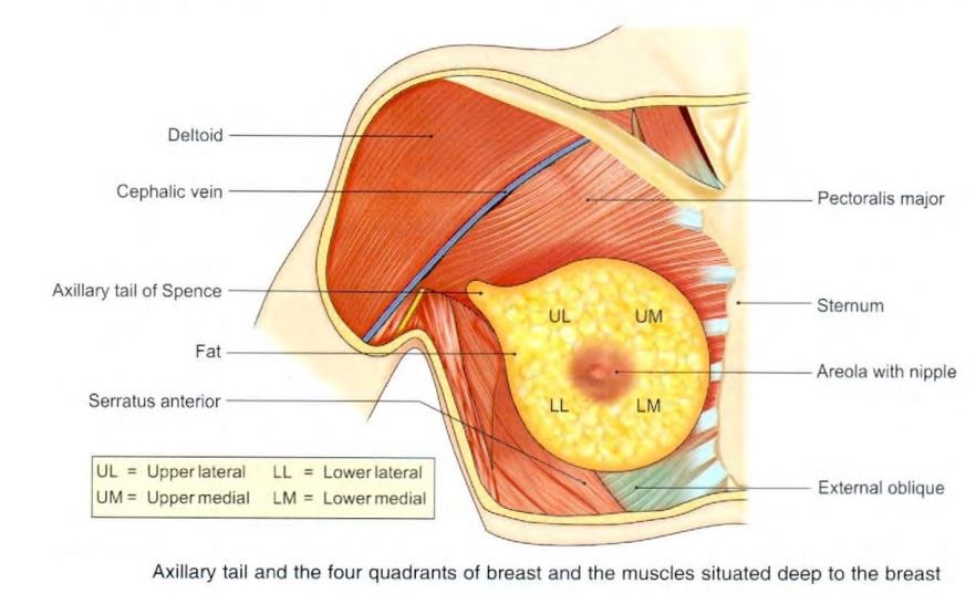 breast-attachments.jpg