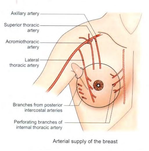 breast-blood-supply.jpg