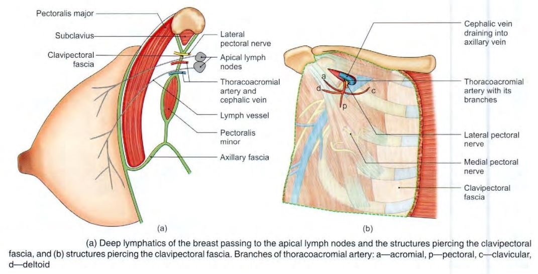 breast-deeprelations.jpg