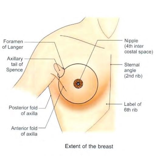 breast-extent.jpg