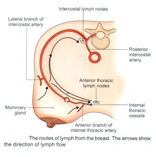 breast-lymph_route.jpg