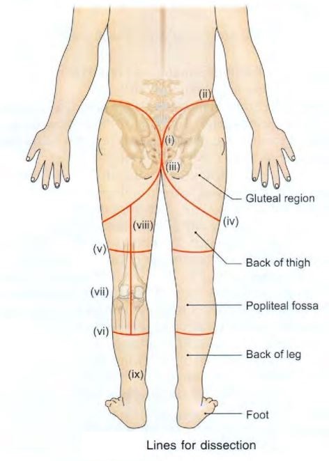 buttocks-incision.jpg