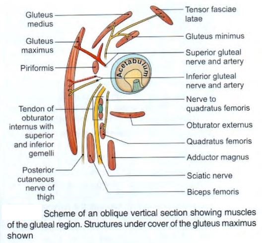 buttocks-muscles-schematic.jpg