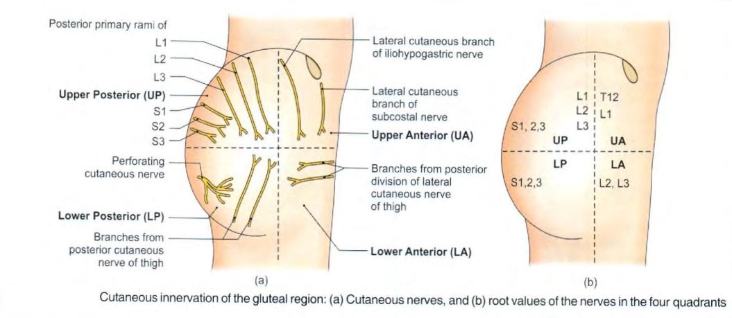 buttocks-nerve-supply-quadrants.jpg