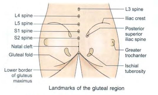 buttocks-surface-anatomy.jpg