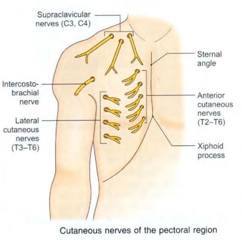 chest-cutaneous-nerves.jpg