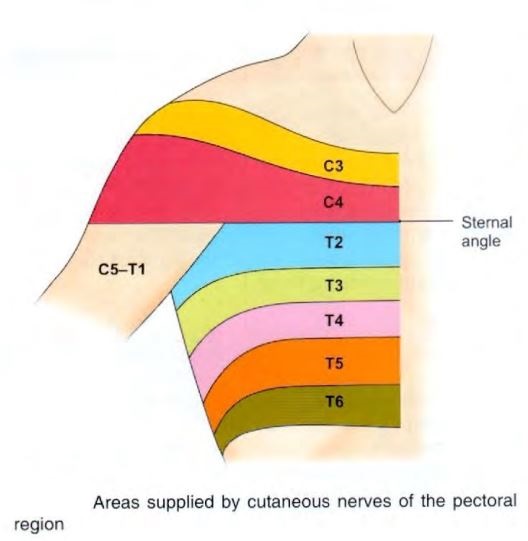 chest-dermatomes.jpg