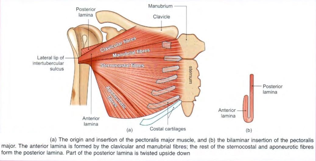 chest-pectoralismajor.jpg