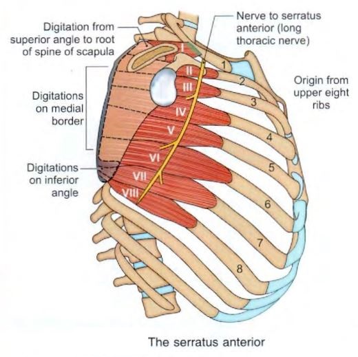 chest-serratus_anterior.jpg