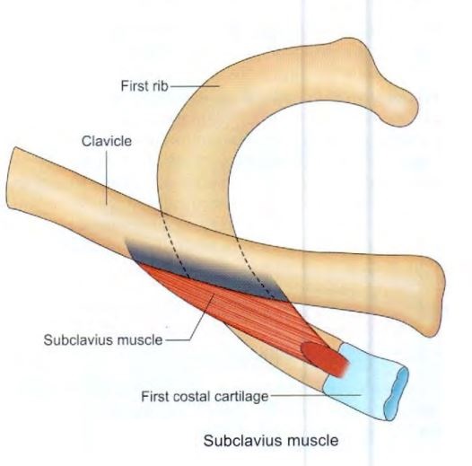 chest-subclavius.jpg