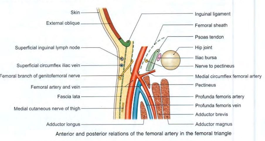 femoral-artery-relations-triangle.jpg