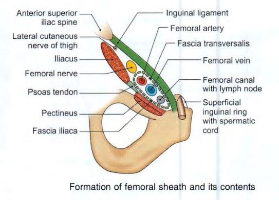 femoral-sheath-contents.jpg