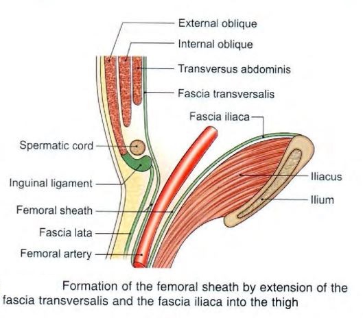 femoral-sheath-formation.jpg