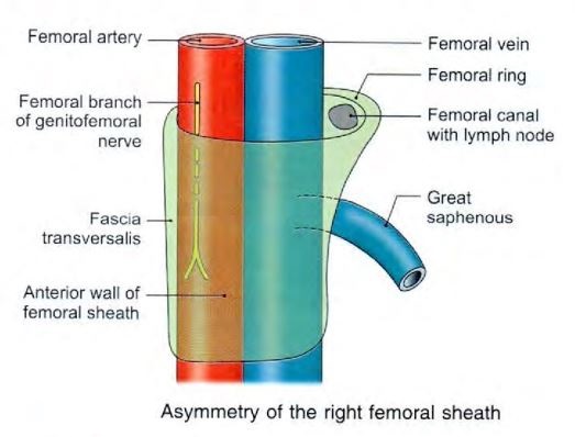 femoral-sheath.jpg