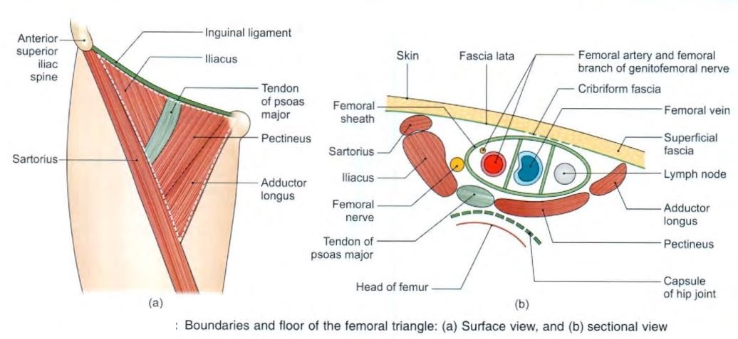 femoral-triangle-boundaries.jpg