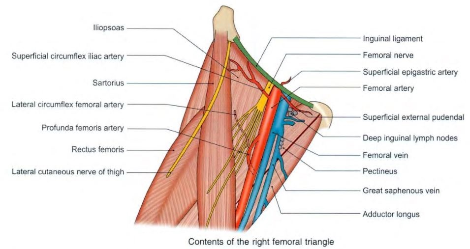 femoral-triangle-detail.jpg