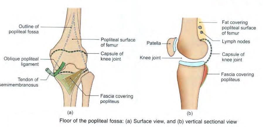 floor-of-popliteal-fossa.jpg