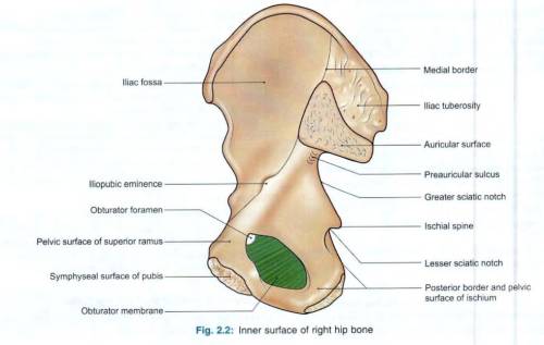 hip-inner-surface.jpg