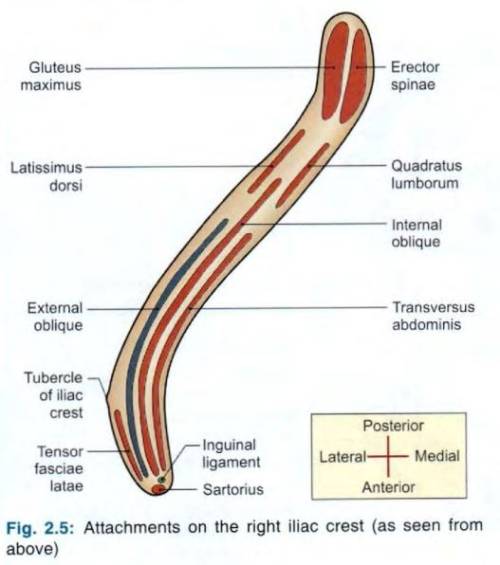 iliac-crest-attachment.jpg