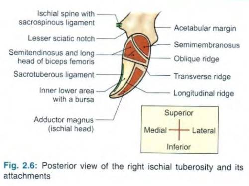 ischial-tuberositry.jpg