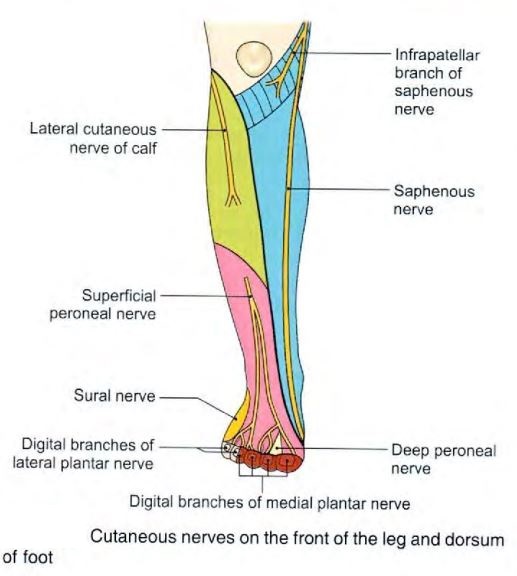 leg-front-cutaneousnerves.jpg