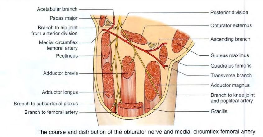 obturator-nerve-course.jpg