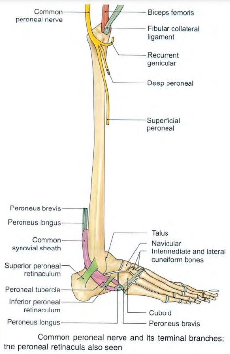 peroneal-nerve_-branches.jpg