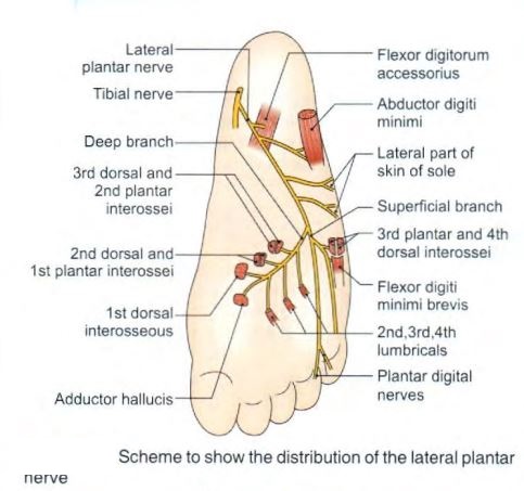 plantar-nerve-lateral-schema.jpg