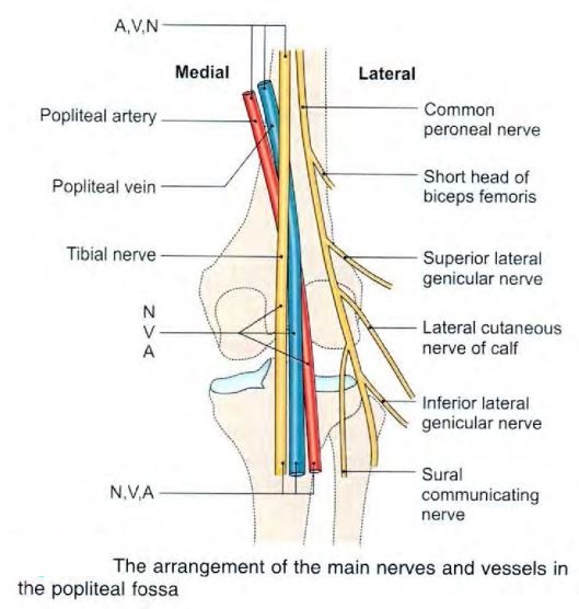 poplitealfossa-arrange.jpg