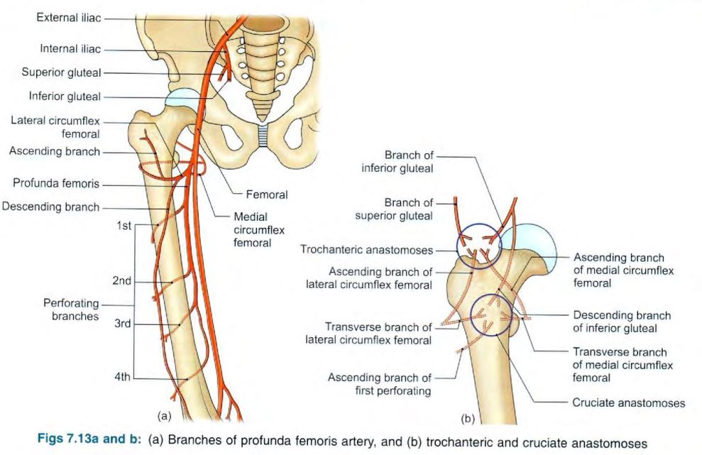 profunda-femoris-branches.jpg