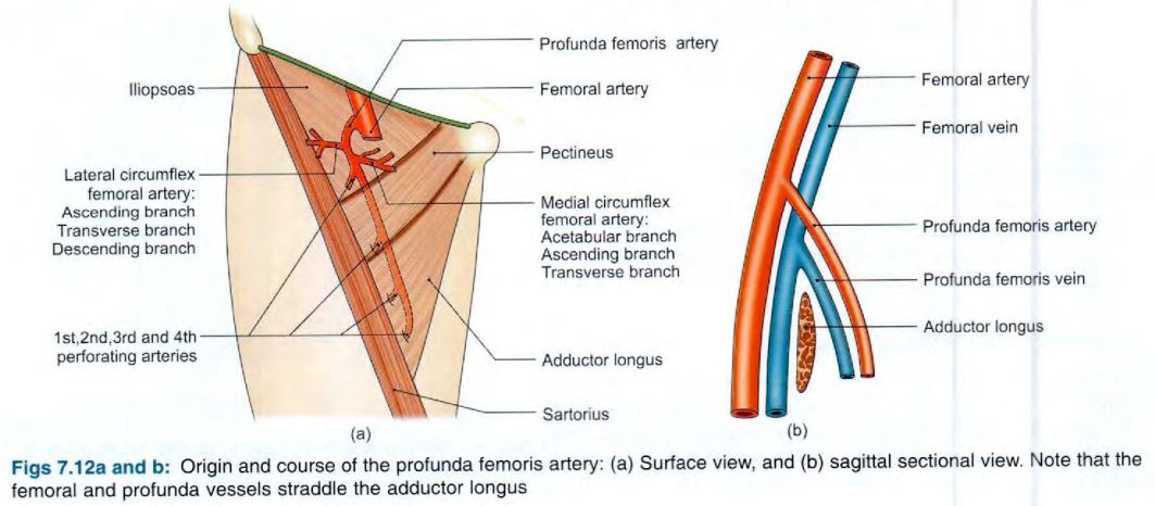 profunda-femoris-course.jpg