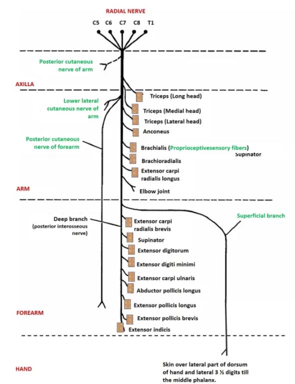 radial_nerve.jpg