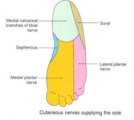 sole-cutaneoussupply.jpg