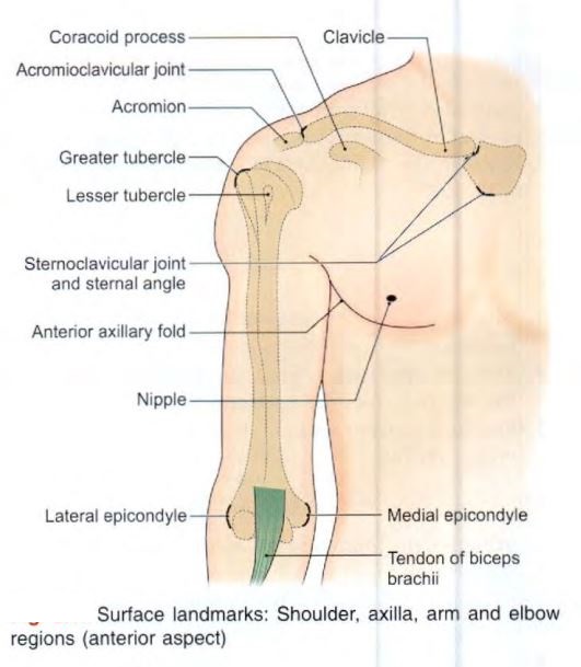 surface-anatomy-chest.jpg