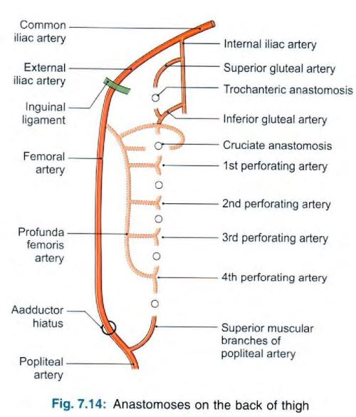 thigh-back-anastomosis.jpg