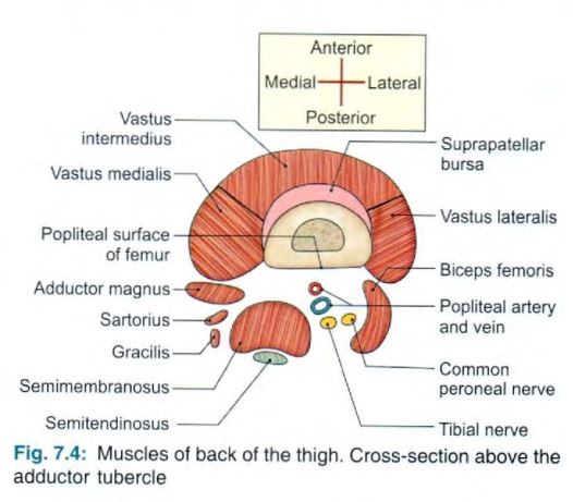 thigh-back-section.jpg