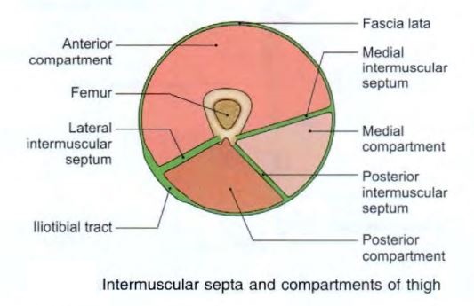 thigh-compartments.jpg